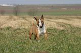 BULL TERRIER MINIATURE 343